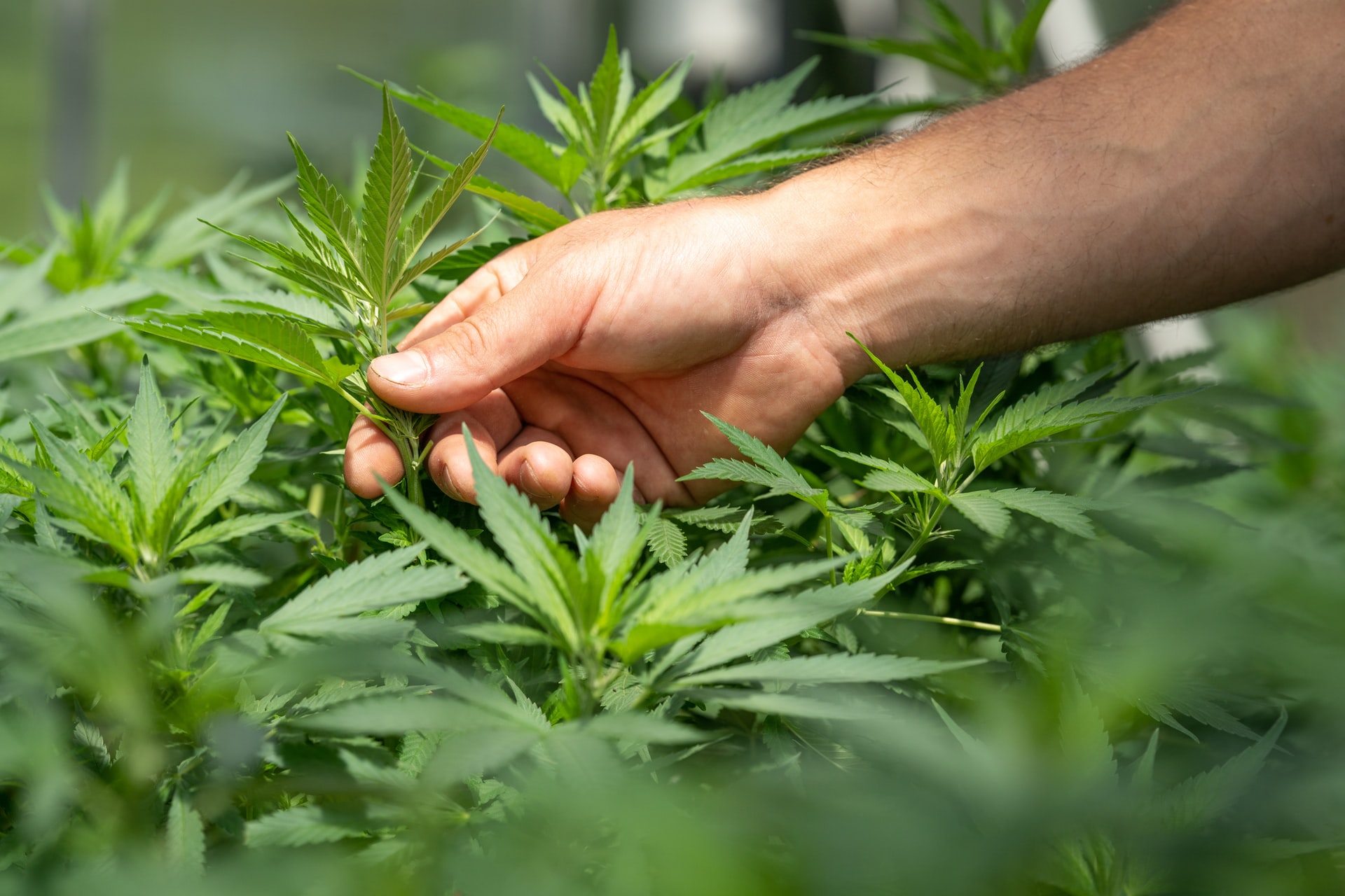 A plant of cannabis
