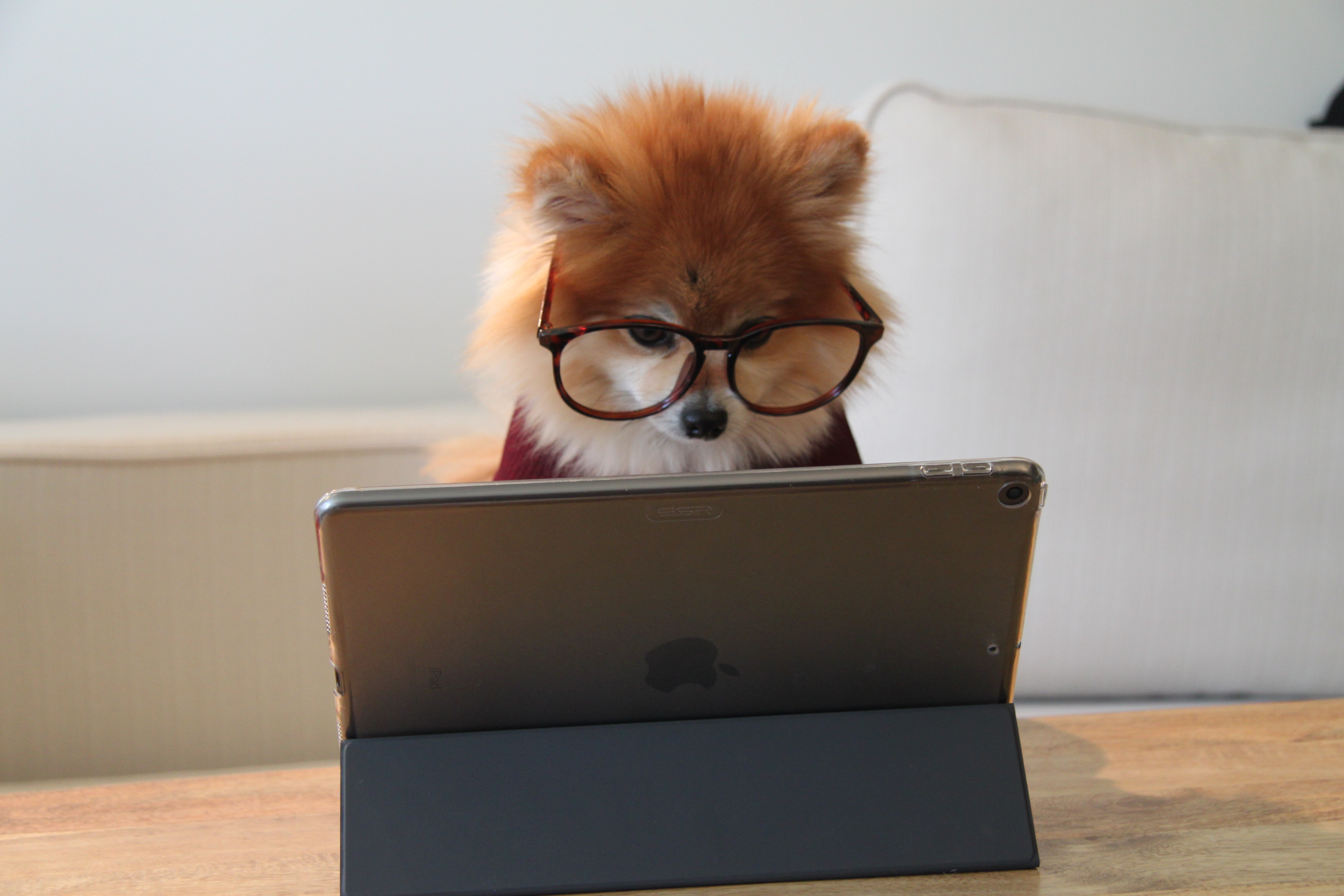 En liten hund med glasögon sitter framdör en platta. Foto: Cookie the Pom via Unsplash. 