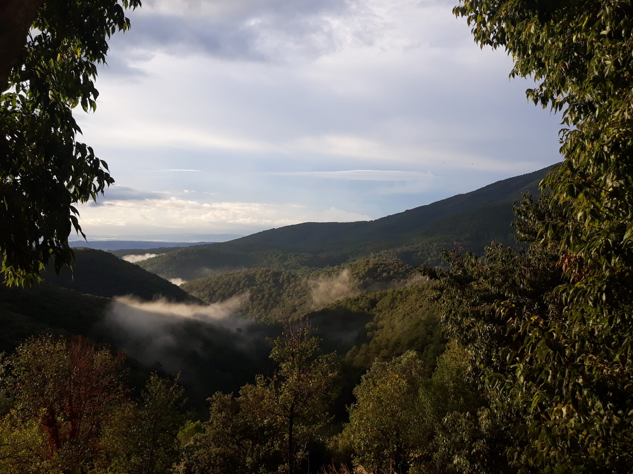 Image of a forest and valley