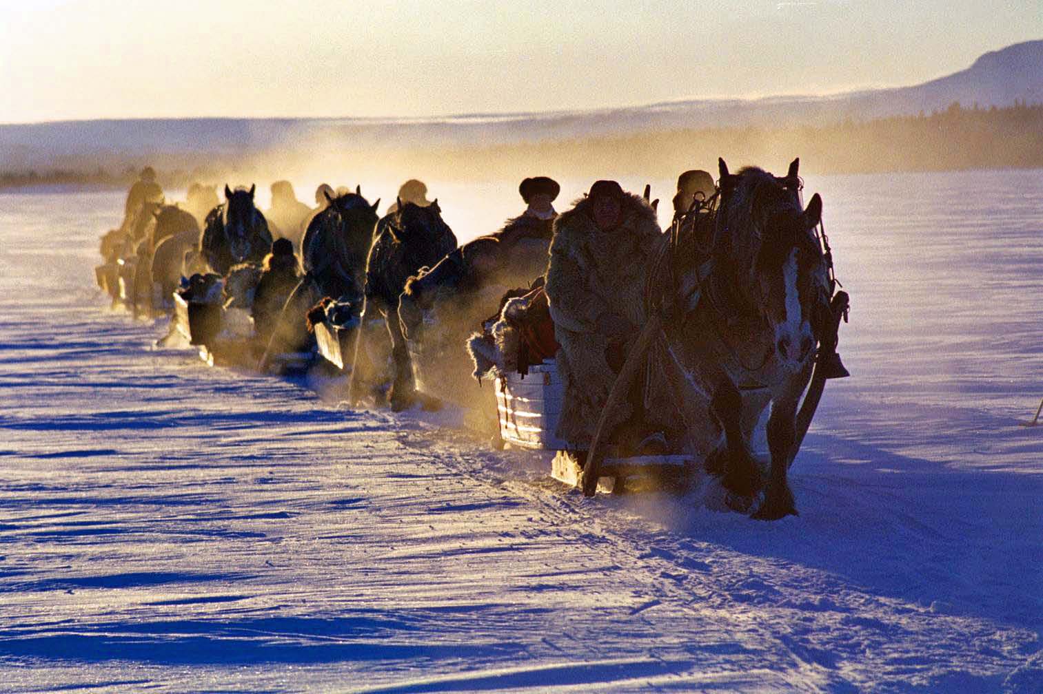 Vinterbild med en karavan av hästar med slädar i motljus. 