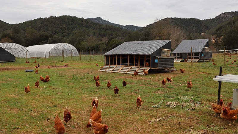 Gammal åkermark har åter tagits i bruk och 600 höns försörjer nu lokala restauranger med ägg